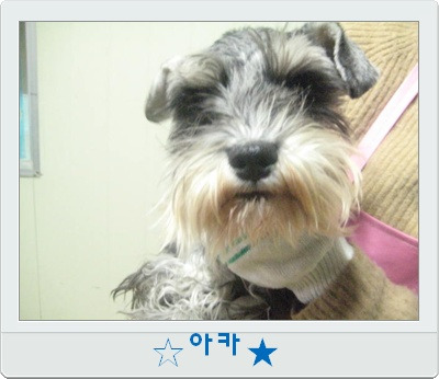 아카 이미지